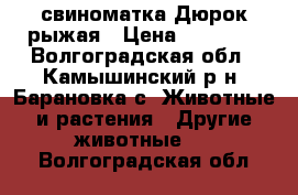 свиноматка Дюрок рыжая › Цена ­ 25 000 - Волгоградская обл., Камышинский р-н, Барановка с. Животные и растения » Другие животные   . Волгоградская обл.